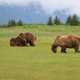 Illustration for article titled Please Enjoy This Gallery Of Amazing Bear Photos